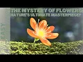 Download Lagu The Mystery of Flowers: Nature’s Ultimate Masterpiece? - Full Documentary