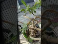Download Lagu prenjak lumut dalam bonsai kamboja