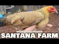 MODESTO CALIFORNIA Beautiful Birds SANTANA FARM Black Velcro RH Farm Visit