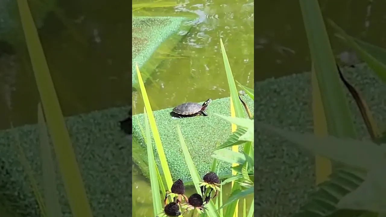 Fun Fact Friday: Turtles