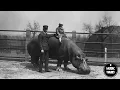 The Tallest Man on Earth - Love is All