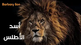                                                دندنها
