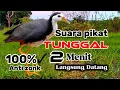 Download Lagu SUARA PIKAT BURUNG RUAK RUAK TUNGGAL JERNIH || BIRDTRAP