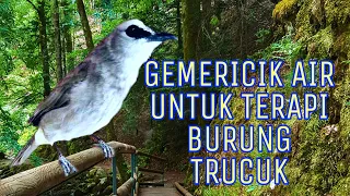 suara gemericik air dan suara burung untuk terapi burung trucuk agar cepat bunyi