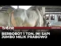 Download Lagu Menilik Sapi Kurban Milik Presiden Prabowo Seberat 1 Ton | Kabar Siang tvOne