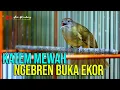 Download Lagu KATEM GACOR MATERI NEMBAK GEBREN BUKA EKOR