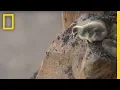 Download Arctic Geese Chicks Jump Off Cliff to Survive | Hostile Planet mp4 3gp mp3 videos - waplic