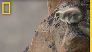 Download Arctic Geese Chicks Jump Off Cliff to Survive | Hostile Planet MP3