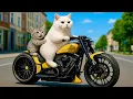 Download Lagu Mama Cat Surprises Her Kitten And Makes Delicious Spaghetti At Home 🐱