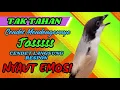 Download Lagu PASTI TAK TAHAN CENDET MENDENGAR SUARA CENDET GACOR BEGINI, PASTI NYAUT❗❗