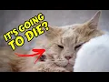 FELINE AIDS What is it how is it spread and what are its symptoms