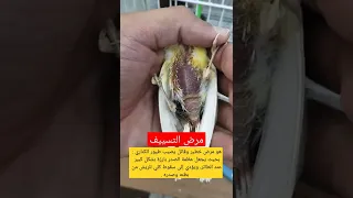 مرض طائر الكناري 