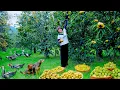 Download Lagu FULLHarvest \u0026 Sell At The Market: Crispy Persimmons,Melons,Custard Apples,Longans,Ducks,cook,garden
