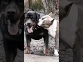 Download Lagu dog Fight|Rottweiler vs Pitbull| cute puppy status #tik_tok #tiktok #short #dogshort #dog  #dogpuppy