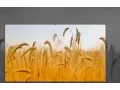 Episode - Cropping Images with JCrop