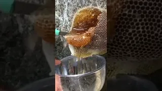 قطف العسل الطبيعي الأصلي سبحان الله شاهد كيف يتم جني العسل الجبلي 