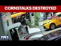 shows man tearing down kids cornstalks on Upper East Side Exclusive