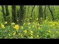 4K Spring Forest - Blackbird Song - Bird Singing/ Chirping - Ultra HD Relaxing Nature Video & Sounds