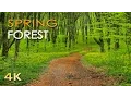 Download Lagu 4K Spring Forest - Blackbird Song - Bird Singing/ Chirping - Ultra HD Relaxing Nature Video \u0026 Sounds