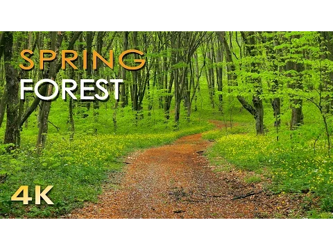 Download MP3 4K Spring Forest - Blackbird Song - Bird Singing/ Chirping - Ultra HD Relaxing Nature Video \u0026 Sounds