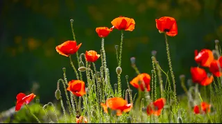 1 HOUR Red Poppies in the Breeze Relaxing Nature Sounds Peaceful Ambience