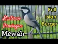 Download Lagu BURUNG GELATIK BATU ISIAN BURUNG GEREJA