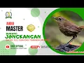 Download Lagu AUDIO MASTER BURUNG JONGKANGAN GACOR FULL ISIAN DAN TEMBAKAN MEWAH#shorts@bbcf.official1993