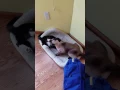 Tuxedo vs Siamese