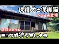 Download Lagu 【独身女と保護犬】保護犬と平屋で過ごす１日｜新顔の登場【猫と猫と猫】