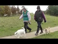 Working as a dog walker