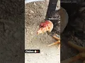 Download Lagu Dakan jo'jalar tomoshaga #chicken #farm #animals #shorts #shortvideo #reels #ferma #dakan
