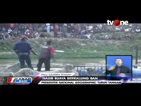 Aksi Presenter National Geographic Turun Tangan Selamatkan Buaya Berkalung Ban di Sulteng