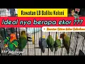 Lagu RAWATAN LB BALIBU KOLONI Bagusnya Berapa ekor ?? | Rawatan Sederhana Sistem Koloni Hasil Bablas Poin