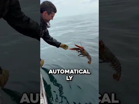 Why Maine Throws Back Its Biggest Lobsters 🤯