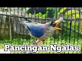 Lagu Burung Rambatan Paruh Merah Ngalas Gacor Cocok Untuk Pancing Bunyi Burung Rambatan Bahan