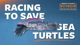 Sea Creatures of the Florida Coast S1 E3 Protecting the Wild