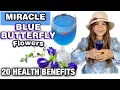Download Lagu 20 HEALTH BENEFITS of BLUE TERNATE PEA | BUTTERFLY PEA FlOWERS or CLITORIA TERNATEA | Lovekye 8