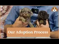 Our Adoption Process