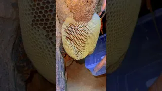 سبحان من جعل العسل دواء للناس عسل بوطويق 