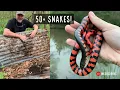 Insane Louisiana Snake Hunting 50 Snake Day Beautiful Mud Snakes and More