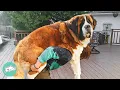 Gigantic St Bernard is Acting Silly Like a Baby Cuddle Buddies