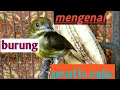 Download Lagu mengenal si mungil pentis raja yang bersuara tajam dan perawatannya