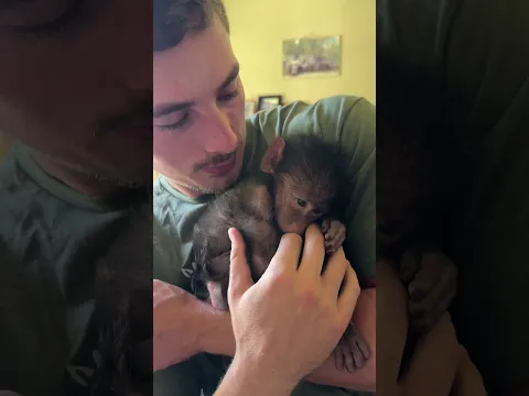 Baby rescue baboon Zara π₯°π₯Ίβ€οΈβπ₯ #animals #animalshorts #cute #wildlife