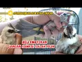 Download Lagu JANGAN SALAH BELI TRUCUKAN OMBYOK KALAU GAK BISA BIKIN PUSING 😜🤣
