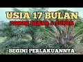 Download Lagu PERAWATAN KELAPA SAWIT USIA 17 BULAN ATAU USIA 1 SAMPAI 2 TAHUN #kelapasawit