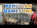 PERUVIAN GAMEFOWL BLACKNIGHT X CALPARA GAMEFOWL