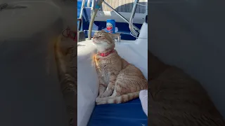 It’s a boat-cats life! He loves the smells of the ocean! #sailinglife #sailing #boatlife #cat #cats