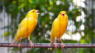 kenari f1 gacor cengkok joss buat kenari paud pun bisa langsung respon dengan pancingan ini