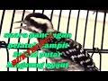 Download Lagu Masteran burung pelatuk// pancingan pelatuk sampit //pecinta BOWO BAYONET