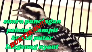 masteran burung pelatuk pancingan pelatuk sampit pecinta bowo bayonet